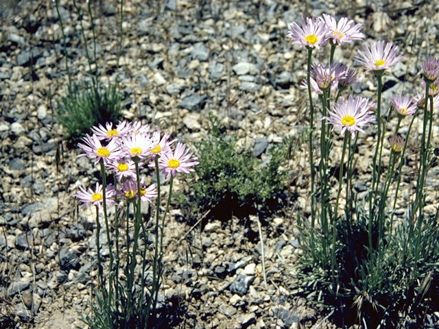 Erigeron utahensis (Utah fleabane) #2190