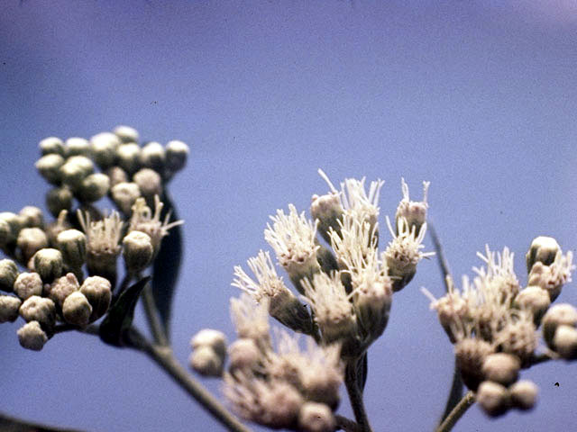 Eupatorium serotinum (Lateflowering thoroughwort) #2228