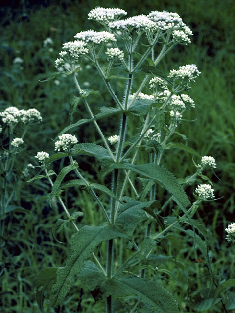 Eupatorium perfoliatum (Common boneset) #2230