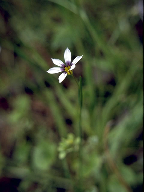 Sisyrinchium albidum (White blue-eyed grass) #2237