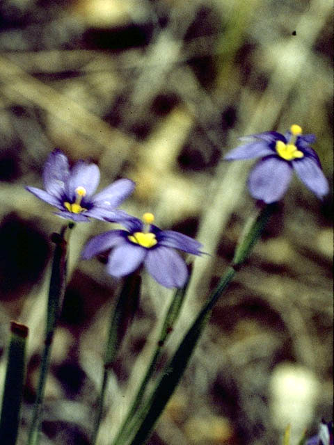 Sisyrinchium bellum (Western blue-eyed grass) #2242