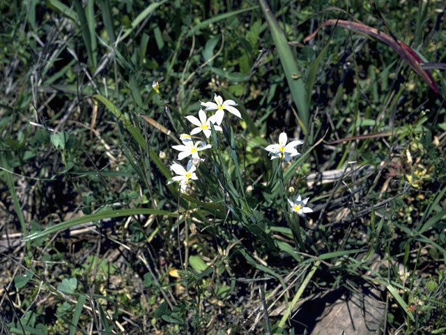 Sisyrinchium campestre (Prairie blue-eyed grass) #2245