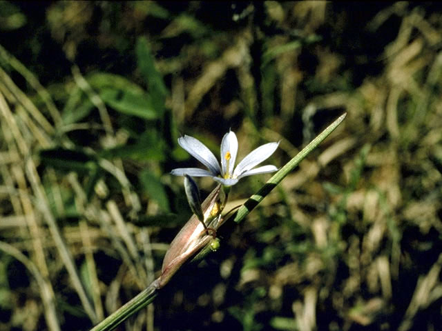 Sisyrinchium campestre (Prairie blue-eyed grass) #2246