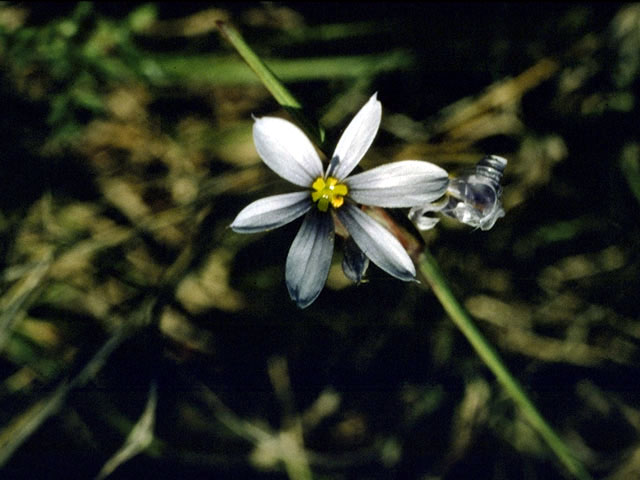 Sisyrinchium campestre (Prairie blue-eyed grass) #2247