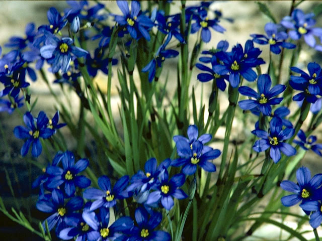 Sisyrinchium chilense (Swordleaf blue-eyed grass) #2250