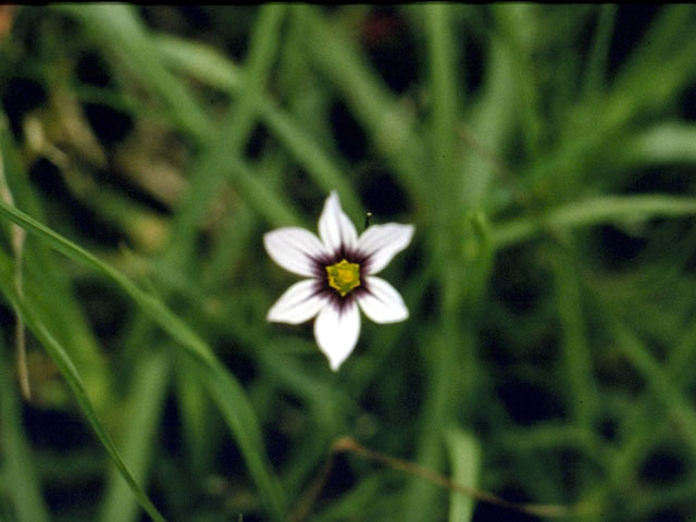 Sisyrinchium rosulatum (Annual blue-eyed grass) #2251