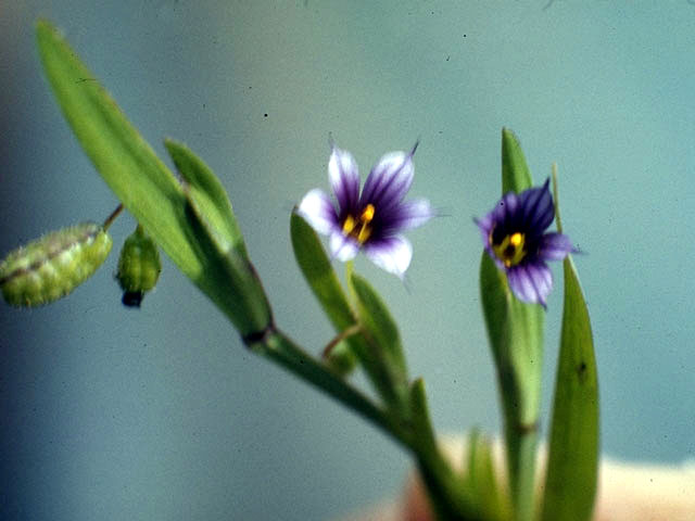 Sisyrinchium minus (Dwarf blue-eyed-grass) #2255