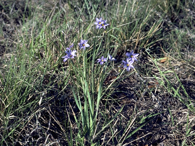 Sisyrinchium montanum (Strict blue-eyed grass) #2256