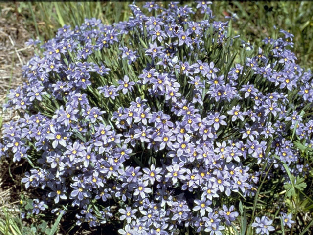 Sisyrinchium langloisii (Roadside blue-eyed grass) #2258