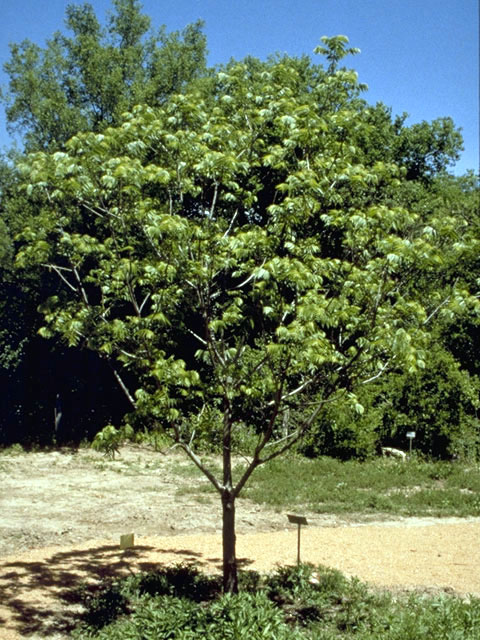 Juglans nigra (Black walnut) #2275