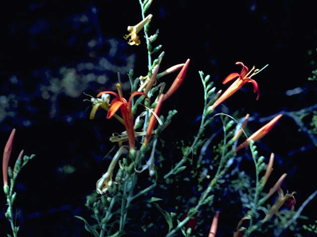 Anisacanthus quadrifidus var. wrightii (Flame acanthus) #2288