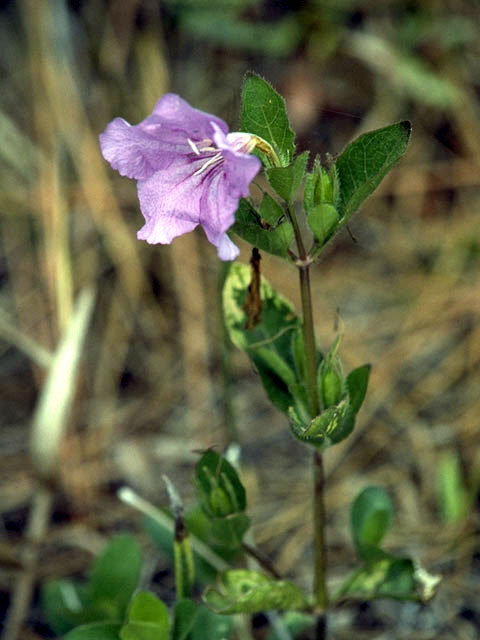 Ruellia caroliniensis (Carolina wild petunia) #2323