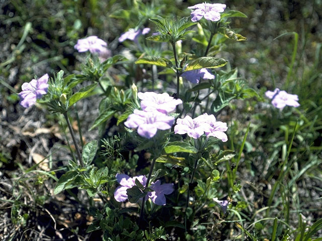 Ruellia caroliniensis var. cinerascens (Carolina wild petunia) #2324