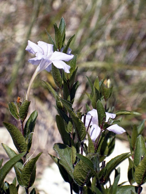 Ruellia caroliniensis var. cinerascens (Carolina wild petunia) #2327