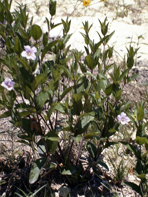 Ruellia caroliniensis var. cinerascens (Carolina wild petunia) #2328
