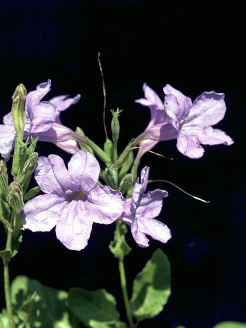 Ruellia caroliniensis var. cinerascens (Carolina wild petunia) #2329