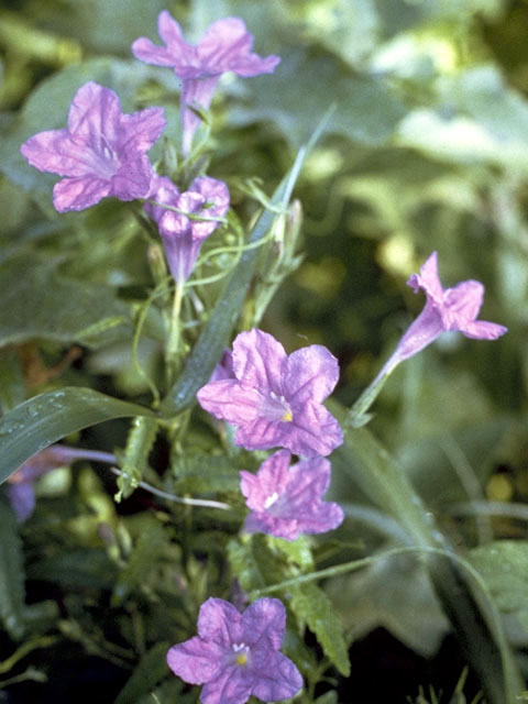 Ruellia nudiflora (Violet ruellia) #2333