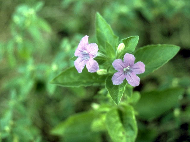 Ruellia nudiflora (Violet ruellia) #2334