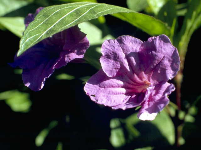 Ruellia nudiflora (Violet ruellia) #2337