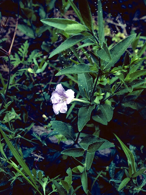Ruellia pedunculata (Stalked wild petunia) #2343