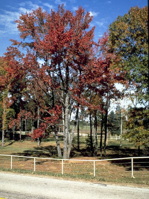 Acer rubrum (Red maple) #2366