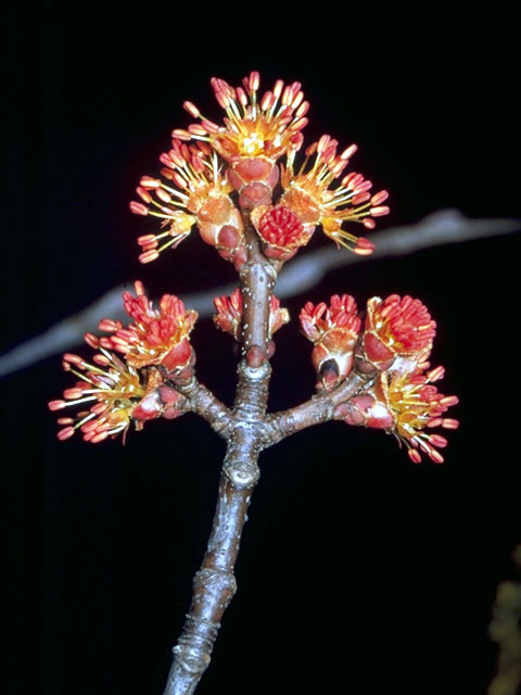 Acer rubrum (Red maple) #2370
