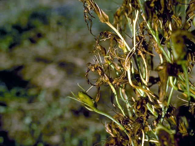 Eustoma exaltatum ssp. russellianum (Texas bluebells) #2407