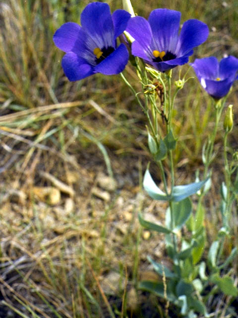 Eustoma exaltatum ssp. russellianum (Texas bluebells) #2409