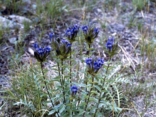 Gentiana affinis (Pleated gentian) #2415