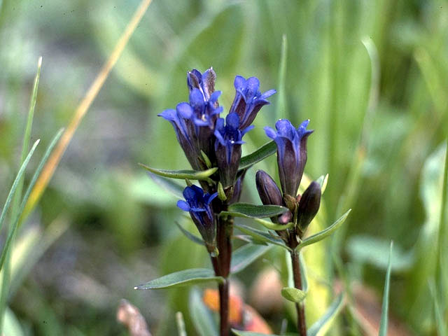 Gentiana affinis (Pleated gentian) #2416