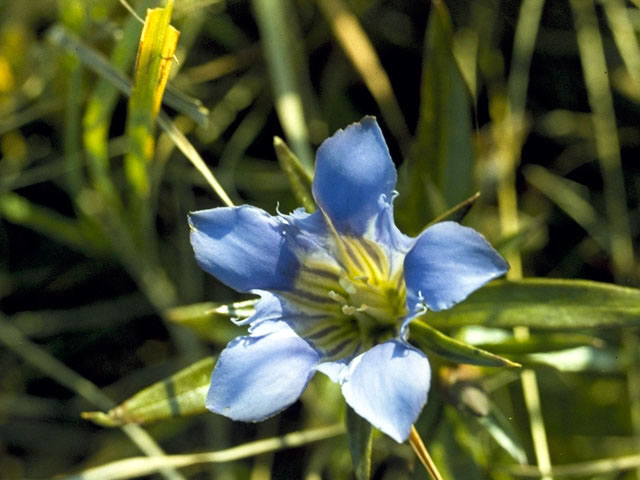 Gentiana affinis (Pleated gentian) #2417
