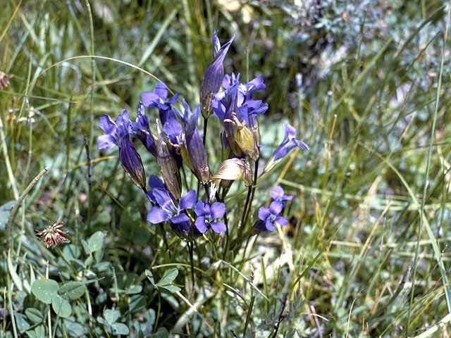 Gentianopsis thermalis (Rocky mountain fringed gentian) #2440