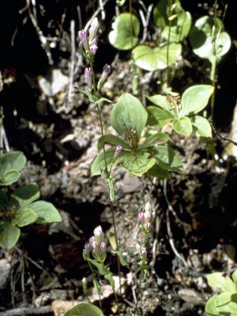 Gentianella propinqua ssp. propinqua (Fourpart dwarf gentian) #2452