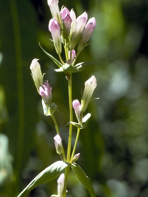 Gentianella propinqua ssp. propinqua (Fourpart dwarf gentian) #2453