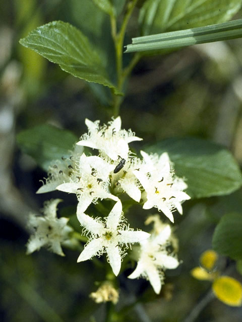 Menyanthes trifoliata (Buckbean) #2465