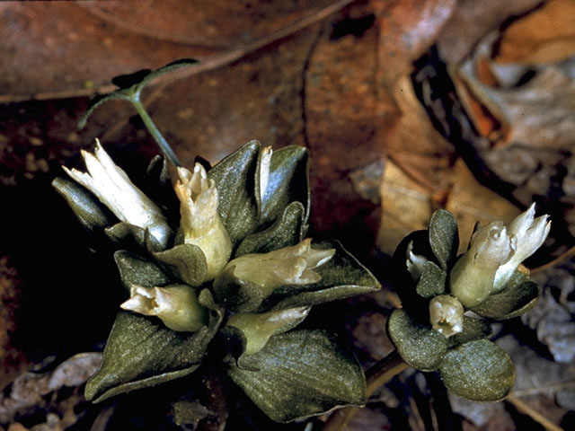 Obolaria virginica (Virginia pennywort) #2470