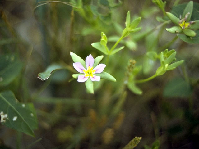 Sabatia angularis (Rosepink) #2474