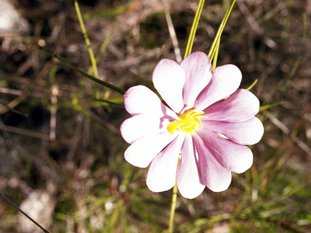 Sabatia dodecandra (Marsh rose gentian) #2485