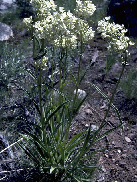 Frasera montana (White frasera) #2494
