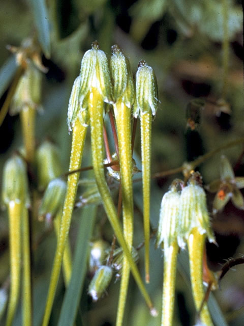 Geranium maculatum (Spotted geranium) #2520