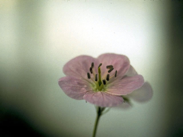 Geranium maculatum (Spotted geranium) #2522