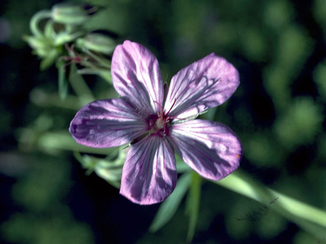 Geranium caespitosum var. parryi (Parry's geranium) #2525
