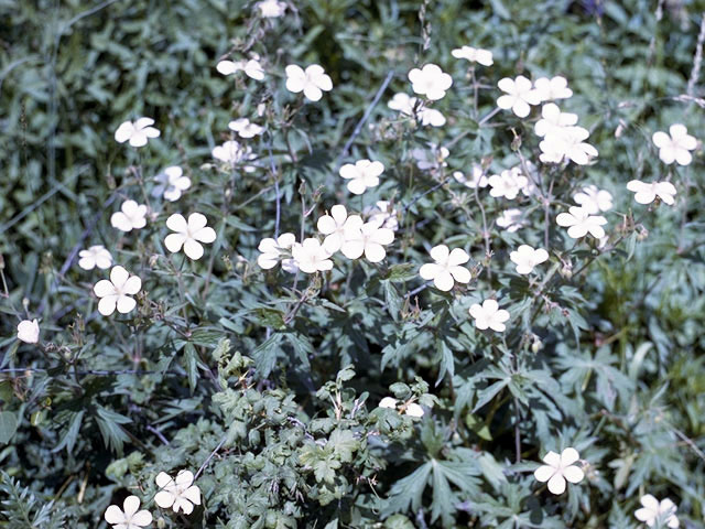 Geranium richardsonii (Richardson's geranium) #2528