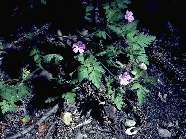 Geranium robertianum (Robert geranium) #2529