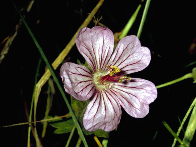 Geranium viscosissimum (Sticky purple geranium) #2533