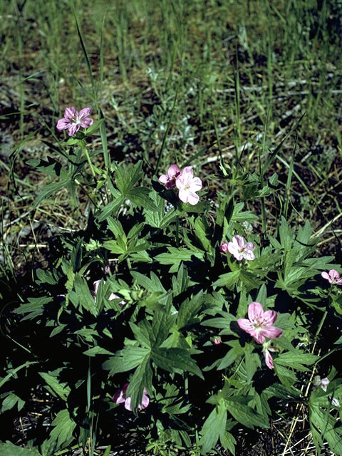 Geranium viscosissimum (Sticky purple geranium) #2534