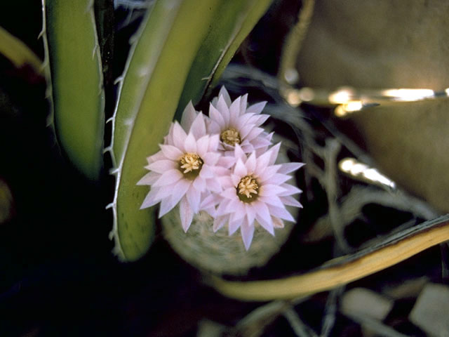 Mammillaria lasiacantha (Lacespine nipple cactus) #2537