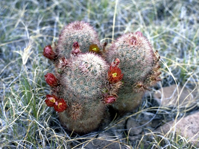Mammillaria pottsii (Rat-tail nipple cactus) #2539