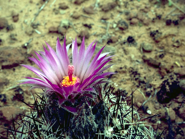 Escobaria alversonii (Cushion foxtail cactus) #2547