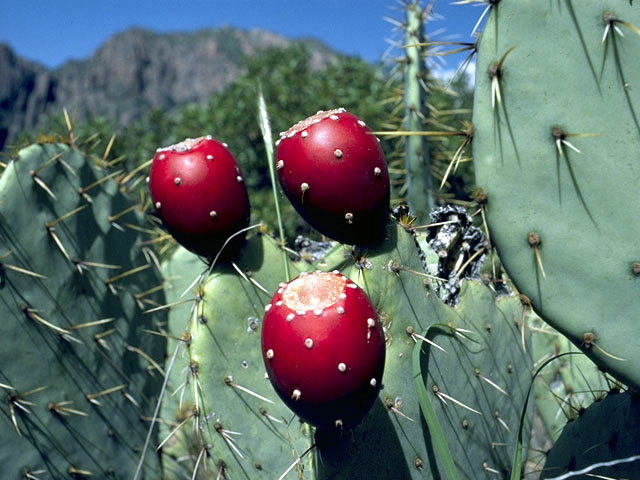Opuntia engelmannii (Cactus apple) #2565